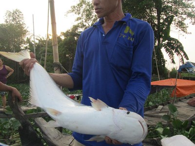 An Giang: Cá bông lau to bự bắt ở sông Vàm Nao, nhưng dạo này bán rẻ vẫn ít người mua ăn, vì sao vậy?