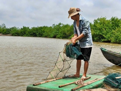 Nuôi tôm theo con nước rừng ngập