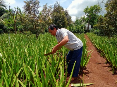 Trồng thứ cây như trồng cây cảnh, ông nông dân Đắk Lắk cứ cắt bẹ mọng nước là bán hết sạch