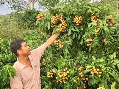 Trồng cây đặc sản trong vườn 