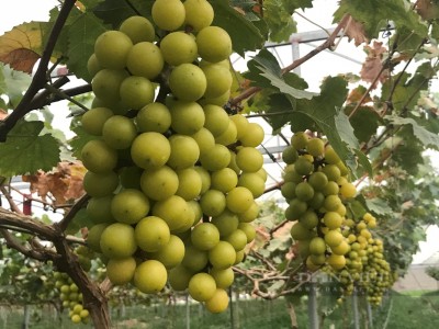 Trang trại công nghệ cao ở Nghệ An đẹp như phim, trồng đủ thứ rau hữu cơ, thiên hạ mua tới tấp