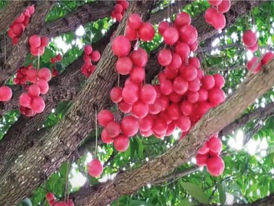 Loại quả rừng ở Cao Bằng hễ thấy là thèm, bóc ăn tươi, nấu canh chua hay làm siro đều lạ miệng