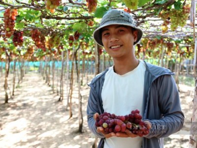Bất chấp dịch Covid-19, giá nho tăng cao nhất trong nhiều năm, nông dân Ninh Thuận ăn Tết to