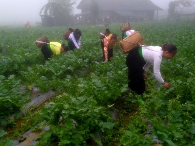 Vì sao nông sản đạt tiêu chuẩn hữu cơ ở tỉnh Hòa Bình ngày càng tăng về sản lượng, chủng loại?