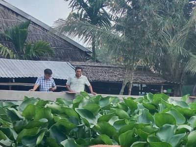 Nuôi con đặc sản to bự trong bể xi măng mọc kín lục bình, anh nông dân Kiên Giang bắt lên là bán hết sạch