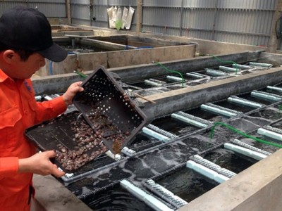 Kỹ thuật nuôi bào ngư