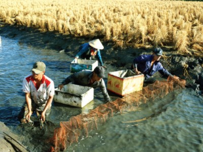 Bến Tre: Bền vững mô hình tôm càng xanh – lúa