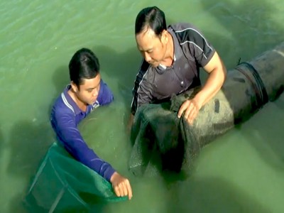 Nuôi kết hợp cá heo và chạch lấu, kỹ thuật đơn giản mà hiệu quả không ngờ