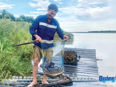 Nuôi cá chình lồng bè trên sông Trà Khúc ở Quảng Ngãi, bắt lên con to thế này, bán đắt tiền cũng phải