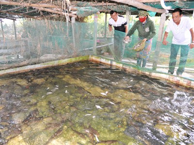 Nhiều người đến xem cá lóc, cá chình nuôi dày đặc trong bể xi măng của một ông nông dân Phú Yên