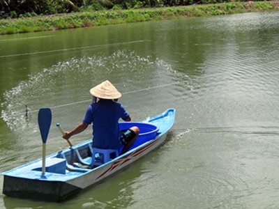 Cá rô đầu vuông chỉ còn 25.000 đồng/kg