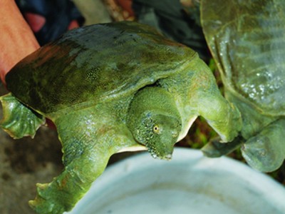 Kỹ thuật nuôi cua đinh thương phẩm