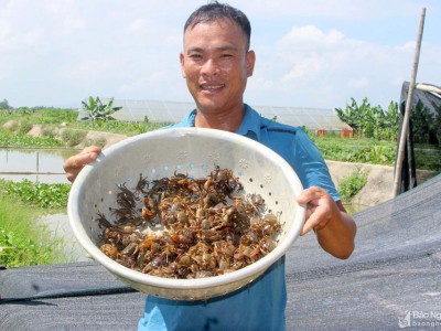 Thu bộn tiền nhờ thả cua trên ruộng lúa lớn