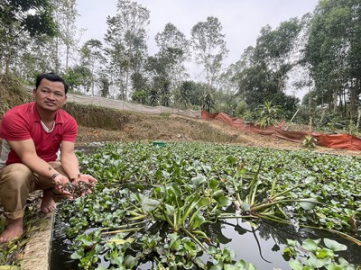 Một nông dân Tuyên Quang nuôi cua đồng trong ao, trong bể xi măng, nhiều người đến xem