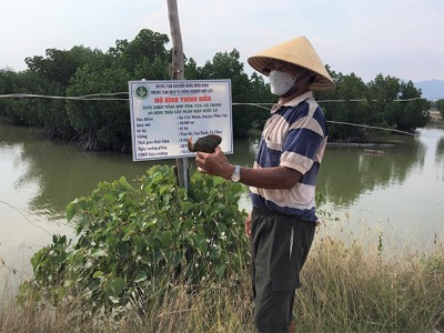 Nuôi chung tôm, cua, cá trong ao nước có cây ngập mặn ở Bình Định, bắt con nào lên cũng bán đắt hàng