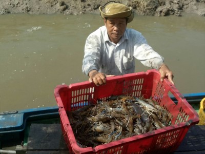 Ở xứ rừng tràm U Minh Hạ của Cà Mau, nông dân có thu nhập tốt hơn nhờ nuôi, trồng có khoa học kỹ thuật