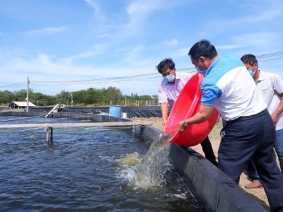 Huyện ven biển 'xứ dừa' quyết đột phá nuôi tôm biển công nghệ cao
