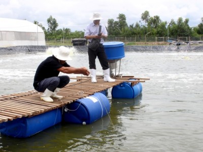 Nông dân Cần Giờ ở TP HCM nuôi tôm kiểu gì mà trúng liền cả 3 vụ?