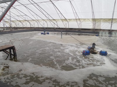 Cách tiết kiệm chi phí nuôi tôm trong nhà kính hiệu quả nhất