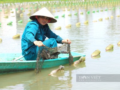 Nuôi trai lấy ngọc, dù lần đầu tiên, nông dân Hà Tĩnh đã trúng hàng trăm triệu đồng/năm