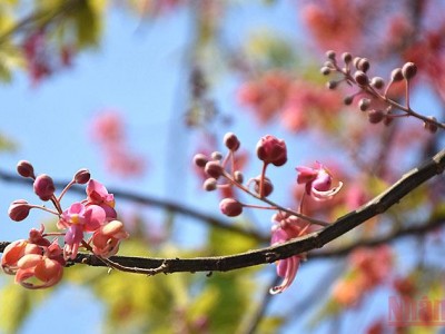 Ô môi là cây gì mà có hoa đẹp nhức nhối, lại được coi là vị thuốc quý chữa nhiều bệnh?