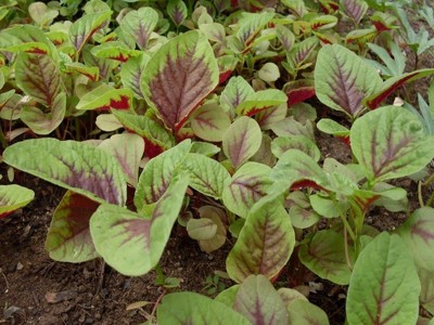 Loại rau dân dã bán đầy ngoài chợ Việt với giá rẻ như cho được nước ngoài tôn vinh là 