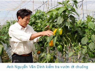 Chỉ trồng ớt Hà Lan mà một nông dân Lâm Đồng thu 2,5 tỷ