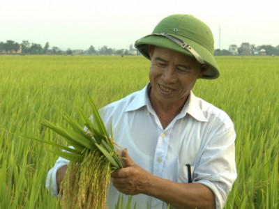 Phát triển 8 giống lúa có giá trị thương mại gạo trên 600 USD/tấn