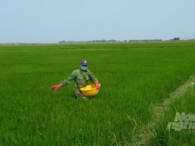 Khẩn trương đôn đốc chống rét, bảo vệ cây trồng