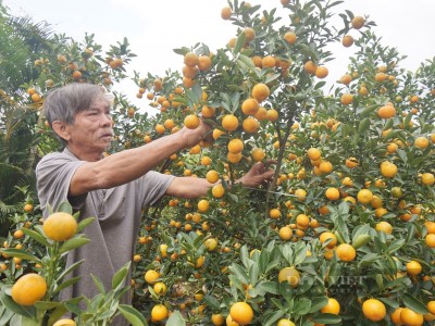 Dân làng này ở Hội An vui như đang Tết bởi quất cảnh chưa chín hết nhưng đã “cháy hàng”