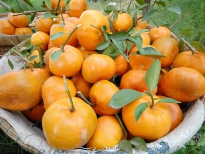 'Vương quốc' quýt hồng Lai Vung rực rỡ chờ Tết