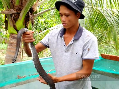 Mỗi năm một lần, anh Nguyễn Văn Hoài (xã Phú An, huyện Cai Lậy, tỉnh Tiền Giang) ương giống rắn ri voi, rắn ri cá thu về trăm triệu, sống khỏe.