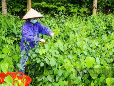 Thái Nguyên: Trồng thứ rau dại vốn mọc hoang trong rừng, mưa xuống hái bán mỏi tay, nông dân ở đây khá giả