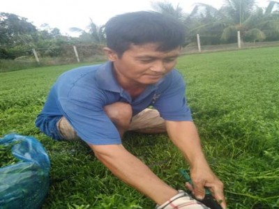 Bến Tre: Trồng rau đắng Nhật như trồng cỏ dại, anh nông dân cắt đến đâu bán hết sạch đến đó