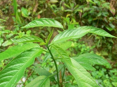 Loại lá rừng Phú Thọ đọc hơi 