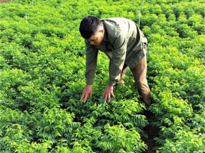 Một loại rau bình dân cực kỳ dễ trồng, được ca tụng là 