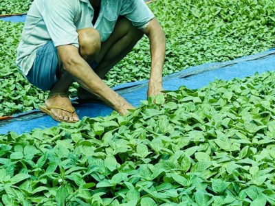 Trồng loại rau đẹp, nhúng lẩu gà ngon, hỗ trợ điều trị bệnh phong thấp, nông dân Tây Ninh hễ bán là hết sạch