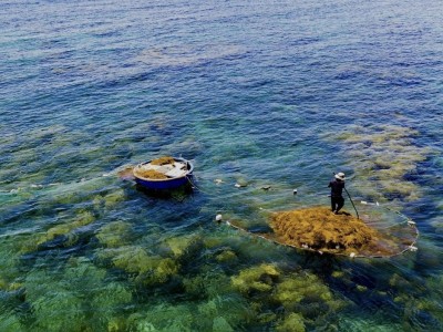 Giữ rừng rong mơ giữa biển xanh