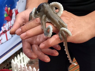 Hóa ra con ruốc ở Quảng Ninh là con này, làm gỏi chua cay, ăn cân bằng vị giác, thơm mùi giềng, tỏi