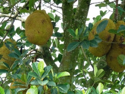 Phòng trừ ruồi đục trái, trị bệnh thối trái trên cây mít.