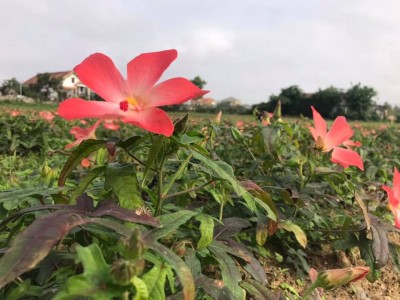 Trồng loài cây nở hoa hồng rực, đào lên được củ đại bổ tiến vua, nông dân đổi đời nhờ bán giá cao