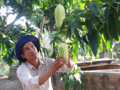 Trồng cây gì bán Tết: Xoài thư pháp ở Vũng Tàu trông như thế nào mà có bao nhiêu quả khách đặt hết bấy nhiêu?