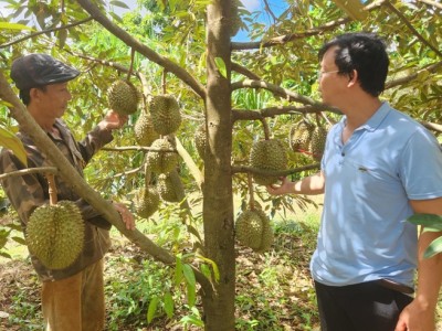 Vườn cây tiền tỷ ở một nơi của Gia Lai, hái la liệt trái, nông dân thành tỷ phú