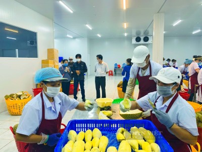 Doanh nghiệp Đắk Lắk tiết lộ gì khi mã số vùng trồng, cơ sở đóng gói sầu riêng được chấp thuận sang Trung Quốc?