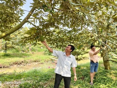 Ở thị trấn có cái tên Một Ngàn của Hậu Giang, dân trồng cây đặc sản, ngước lên thấy vô số trái, đếm không xuể