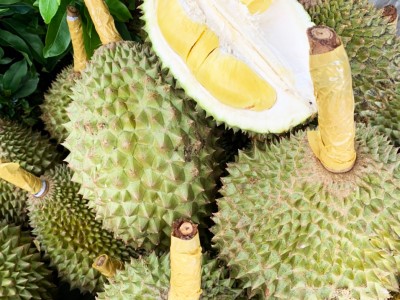 Vì sao sầu riêng Musang King trồng ở miền Tây giá bán từ 300.000-400.000 đồng/kg khiến cư dân mạng xôn xao?