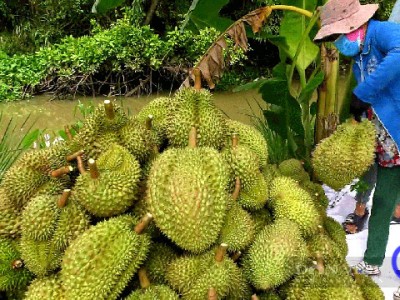 Sầu riêng Tiền Giang bất ngờ tăng mạnh khi thời điểm rộ vụ chỉ còn cách 2 tuần