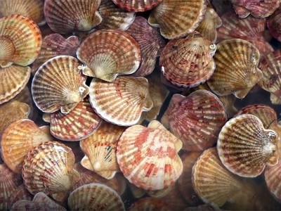 Nhật Bản xuất khẩu nông, lâm, thủy sản lần đầu vượt 1.000 tỷ JPY