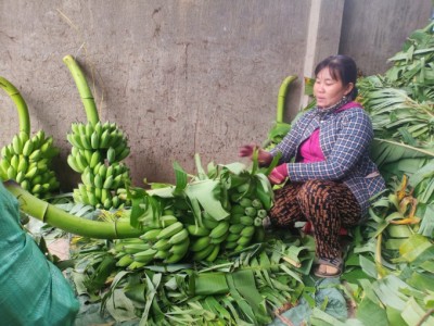 Chuối Tết Khánh Hòa mất mùa vì thiên tai