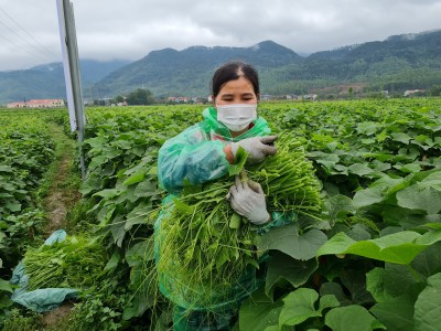 Trồng thứ rau có ngọn mọc tua tủa làm đủ món ngon, bà nông dân Vĩnh Phúc cách ngày lại thu tiền triệu